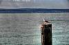 meersburg_2012_7.jpg