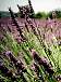 Lavendel