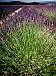 Lavendel