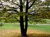 Englischer Garten
