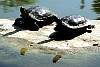 Schildkröten bei der Thai Sala