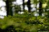 dsc00239.jpg