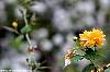 dsc00266_a.jpg