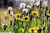 dsc00287_a.jpg